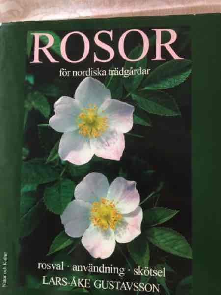 Rosor 