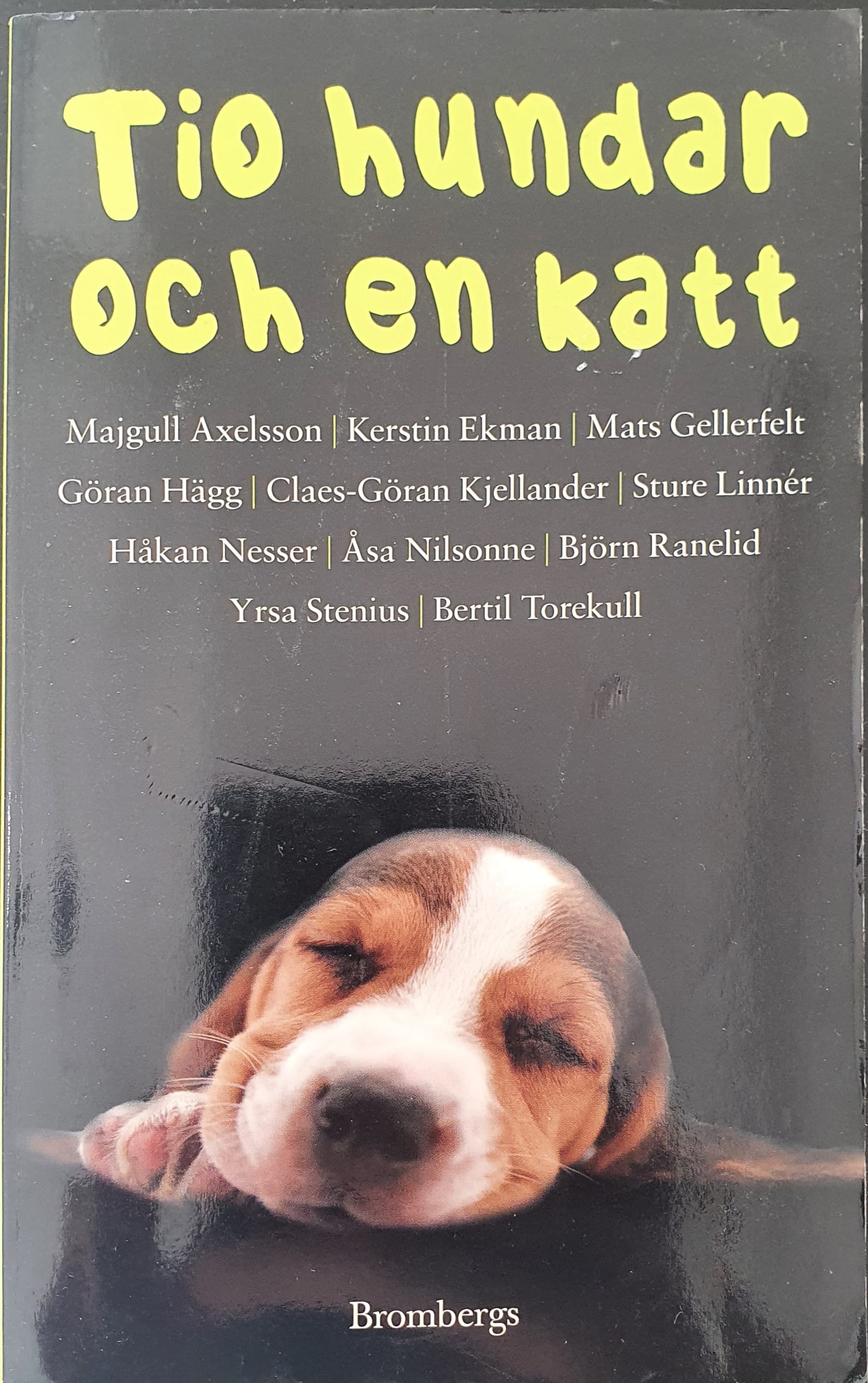 Tio hundar och en katt