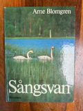 Sångsvan