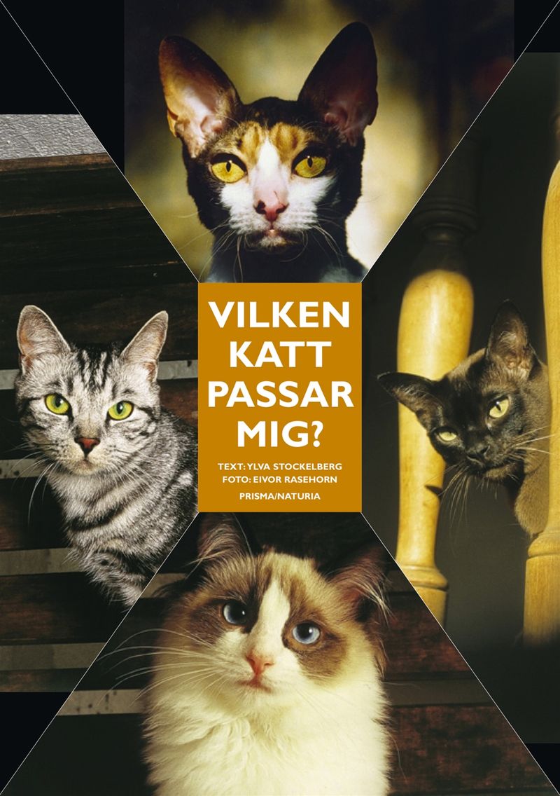 Vilken katt passar mig? - Ingen katt är den andra lik
