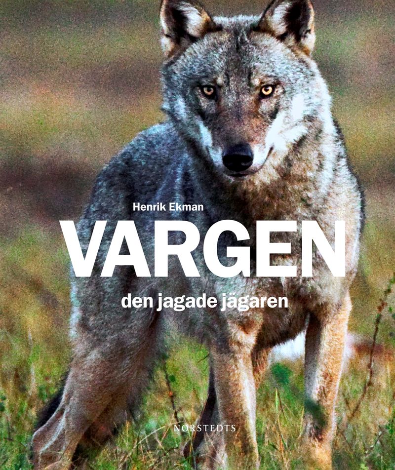 Vargen  - den jagade jägaren