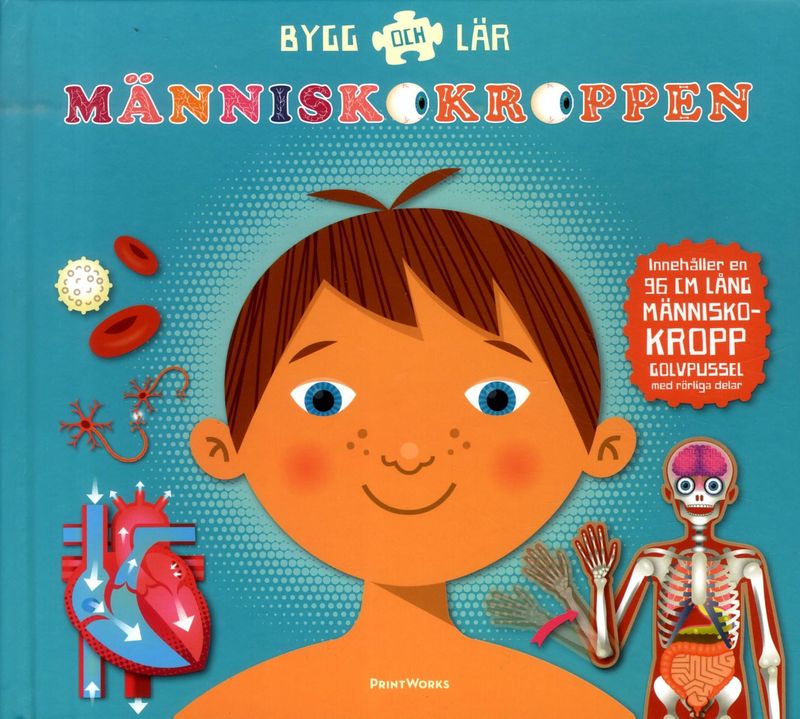 Bygg och lär människokroppen - pussel
