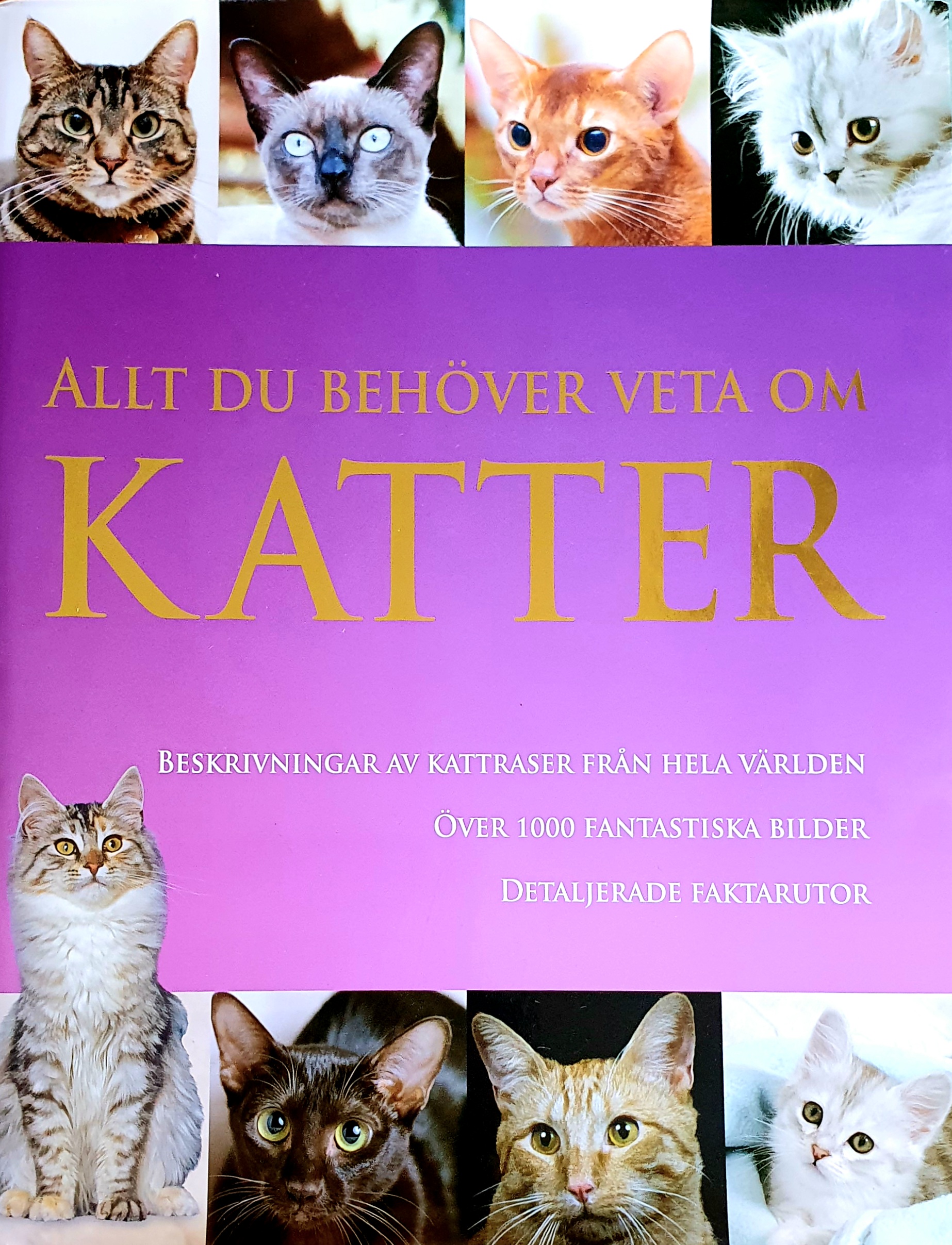 Allt du behöver veta om katter